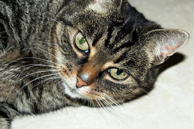猫 宠物 动物 可爱的猫咪 猫的眼睛 可爱 猫脸 阿迪达斯