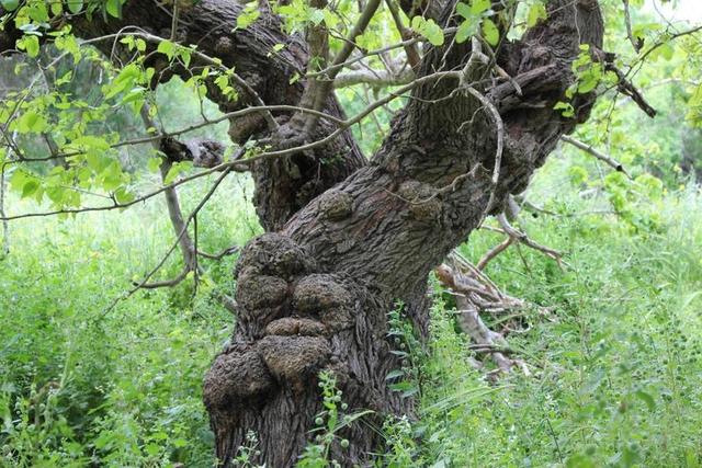 树 老 自然 植物 根 纹理 那棵大树 大 增长 木材