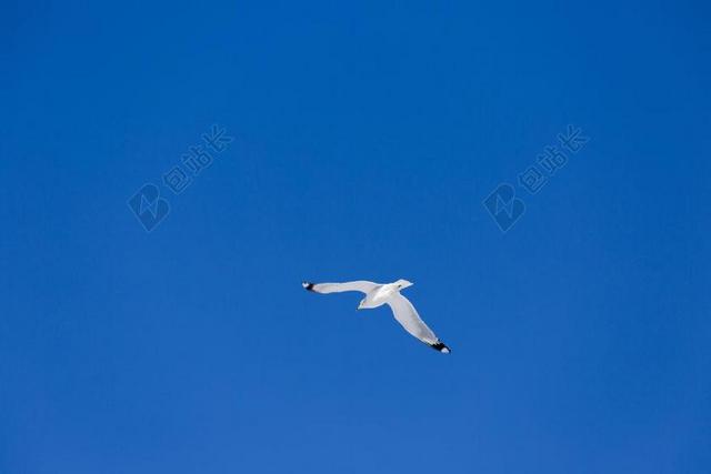 飞行 海鸥 自然 鸥 鸟 野生动物 飙升 天空 海鸟 动物