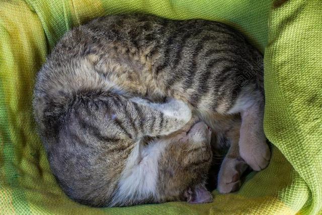 动物睡觉的灰色猫背景图片