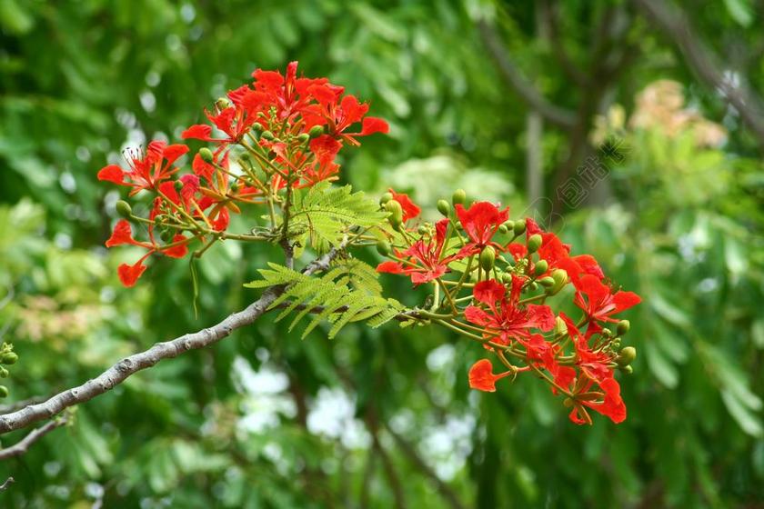自然生长的凤凰木背景图片