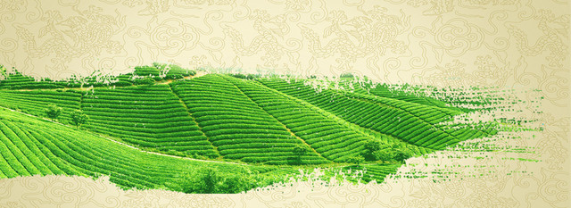 茶叶泼墨茶田背景BANNER
