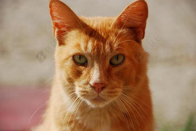 红色 动物 猫的肖像 宠物 猫眼 猫脸 苗族 枪口 红猫
