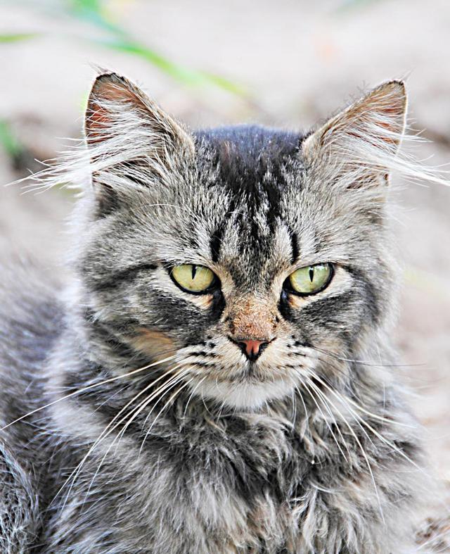 猫 小猫生气 宠物 小猫 猫的 家养 搞笑 毛皮