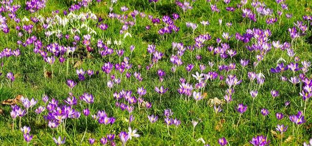 藏红花 花园 春天 性质 春天的花朵 早布卢默 盛开 草地