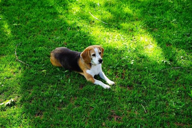 比格犬 狗 纯种狗 狗看 关注 宠物 动物