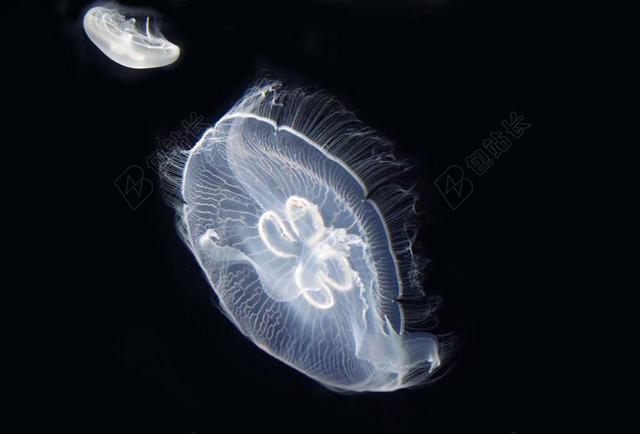 海蜇 海 刺胞动物 海洋动物 URTICANT 海洋 海底