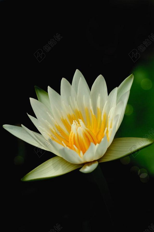 莲花 花 性质 新鲜 白莲花。 博禁令 水厂 水 池塘
