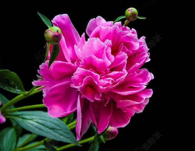 红色农业唯美花朵枝叶花骨朵茎叶背景图片