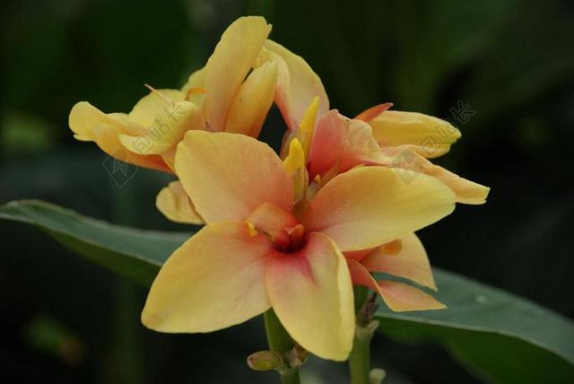 美人蕉 黄色 盛开 花 热带 百合 自然 植物区系 花园