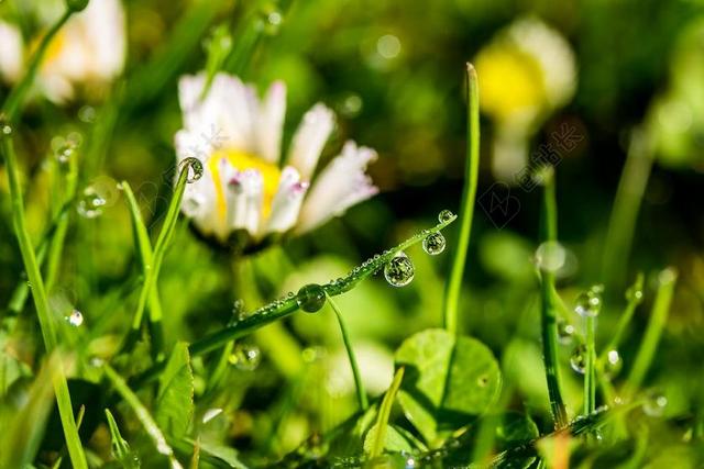 滴 雨滴 露珠 一滴水 珠绣 叶片草 特写镜头滴 草 湿