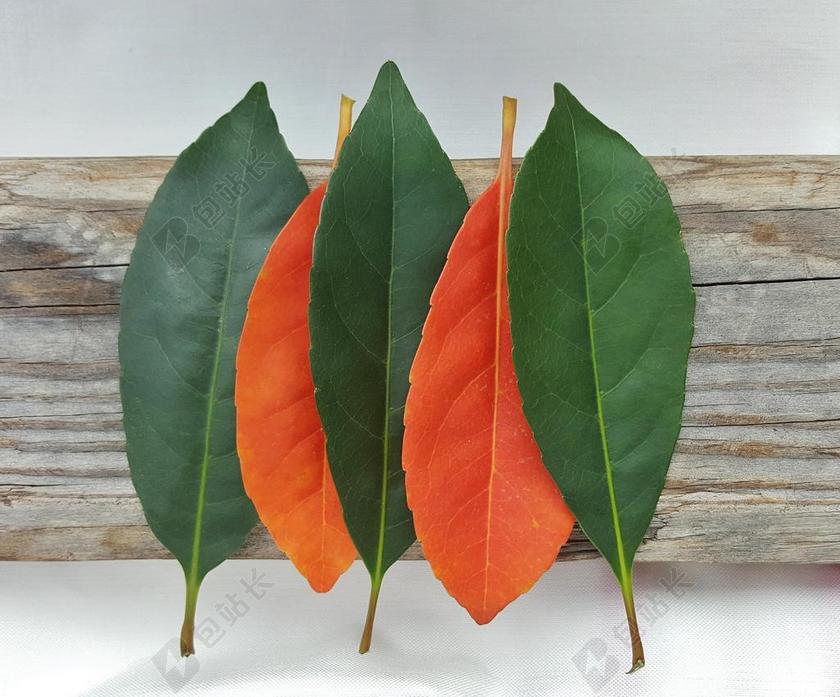 橙色艺术唯美树叶枝干木头背景图片