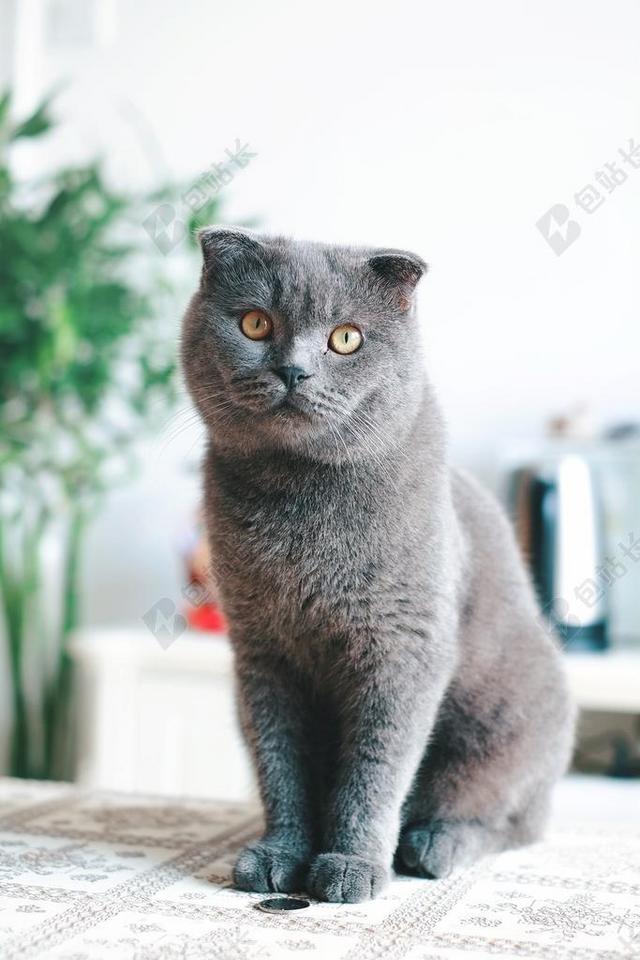 猫 英短 英国短毛猫 蓝猫 猫科动物