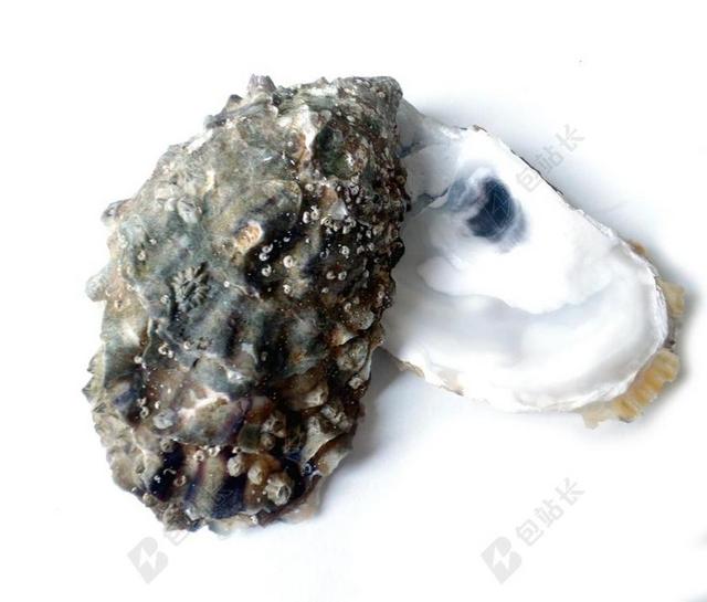 食物新鲜的牡蛎背景图片