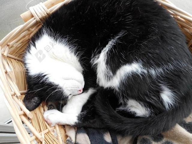 猫咪 梅莱 狗的床 篮 宠物 睡眠 黑色和白色