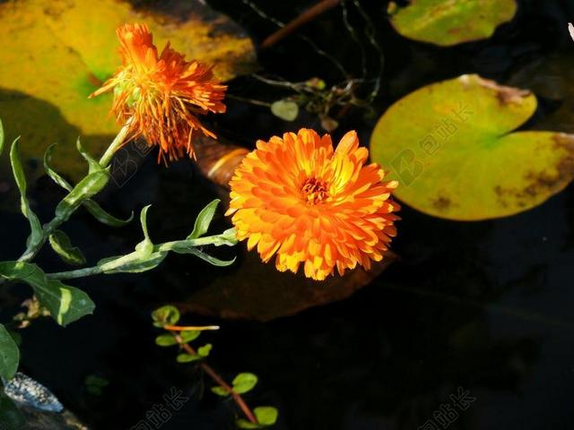 金盏花 花卉 橙色