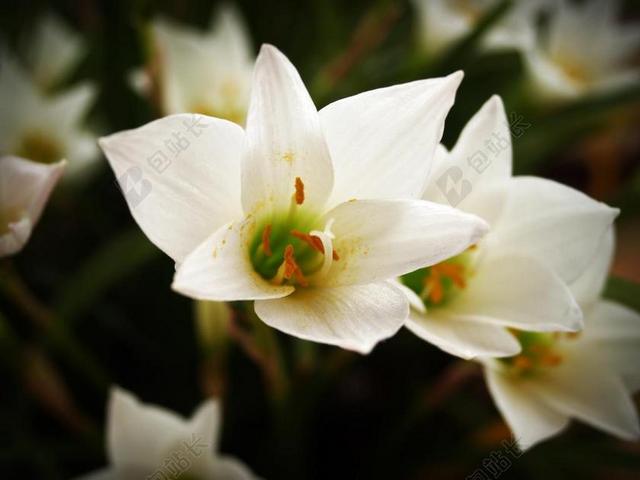 植物绽放的白色小花背景图片