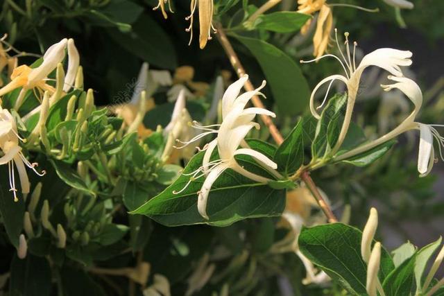 CAPRIFOLIUM 鲜花 金银花 忍冬 植物