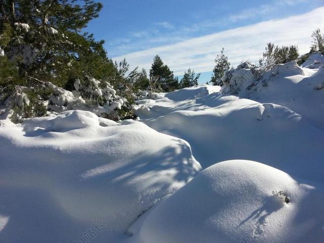 白色旅游浪漫雪地冬季森林动物背景图片