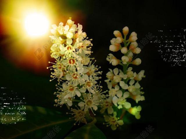 植物白色的花朵和太阳背景图片