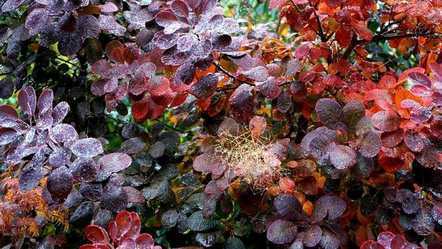 植物雨天红色树叶上的水珠背景图片