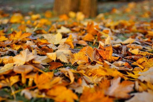 叶子 深秋 丰富多彩 秋天的颜色 出现 金 性质 秋天的落叶