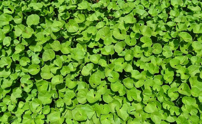 植物 草本植物 药用 印度 PENNYWORT COINWORT