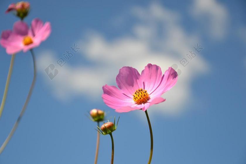 科斯梅亚 花卉 植物 宇宙 夏季 夏季花卉 花瓣 鲜花 粉色
