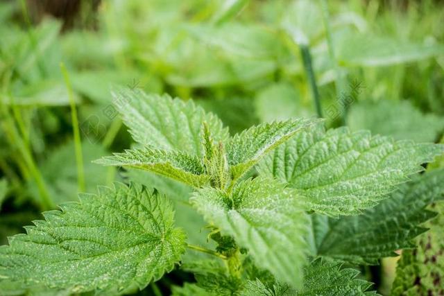 荨麻 绿色 脓荨麻 性质 野草 厂 荨麻科 物理疗法 叶子