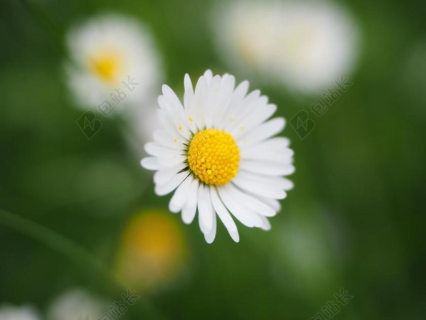 雏菊 花 开花 白 贝利斯哲学 发电量的雏菊 菊花