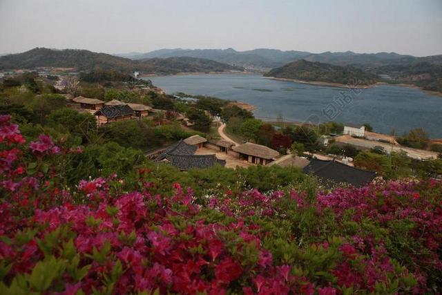 春天 主页 朝鲜王朝 海 海洋 山 度假 风光 紫色 鲜花