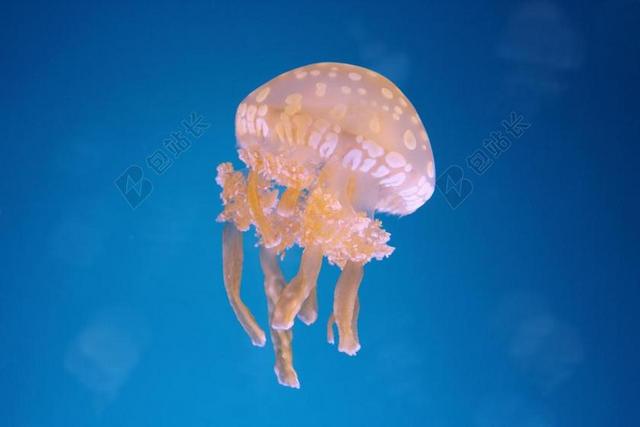 海洋 海蜇 鱼 水族馆 蓝色 海 水 颜色 果冻 水下