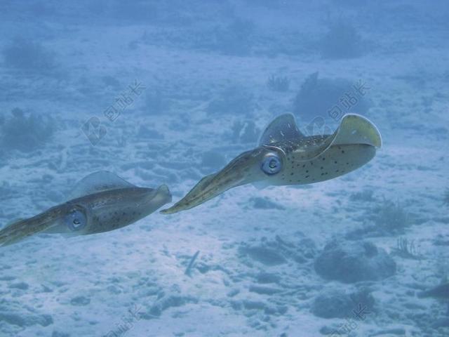 鱿鱼 水下 海洋 鱼 水 潜水 跳水 水族馆 海 游泳