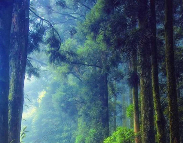 层林阶梯风景H5背景