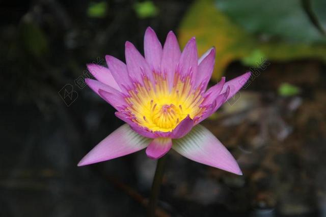 紫绿植物清新盛开的紫色睡莲鲜花植物背景图片