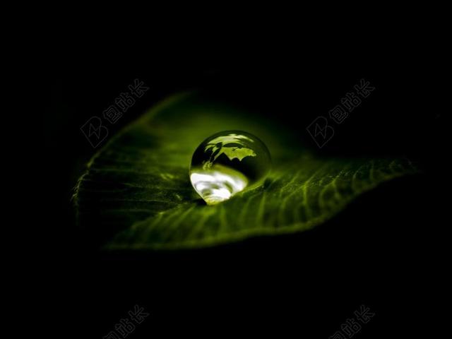植物绿色叶子上的圆形水珠背景图片