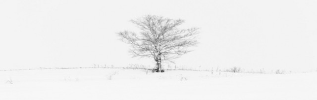 简约素描白雪枯树背景