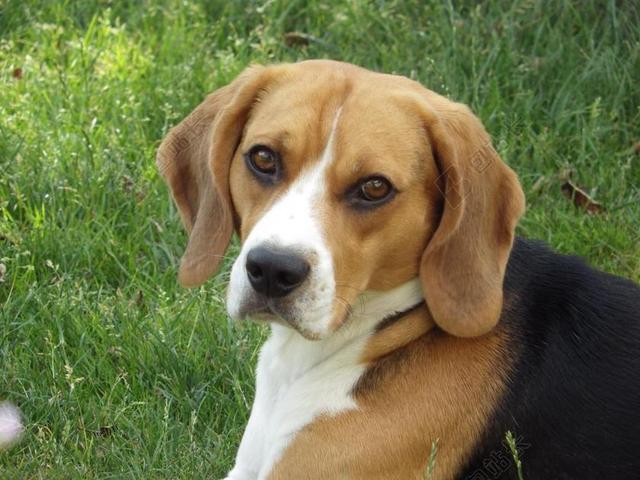狗 高清壁纸 比格犬