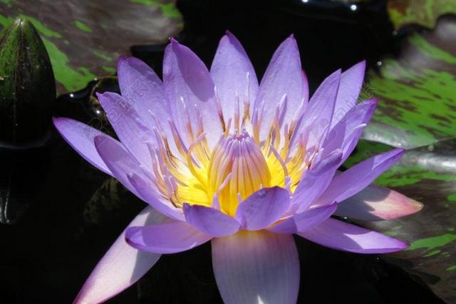 紫色 开花 睡莲 自然 花 池 花的 绿色 百合 盛开