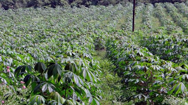 木薯 蜀葵菌 作物 人工林 印度 原野 农业 自然 新鲜