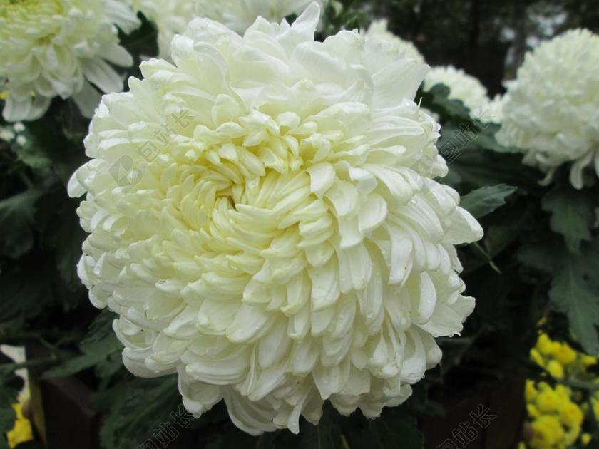 菊花 植物 公园 白色