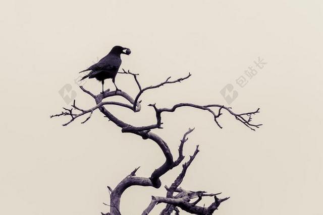 乌鸦 鸟类 冬天 黑色 鸦雀 KAHL CORVIDAE 寒鸦