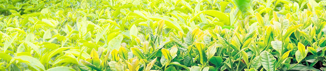 淘宝茶叶清新唯美直通车钻展背景