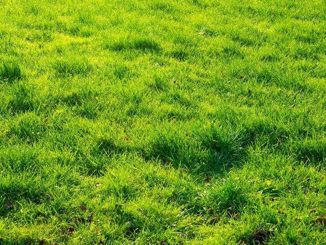 植物学 字段 草 绿茵 HALM 背景 中药 郁郁葱葱 无缝
