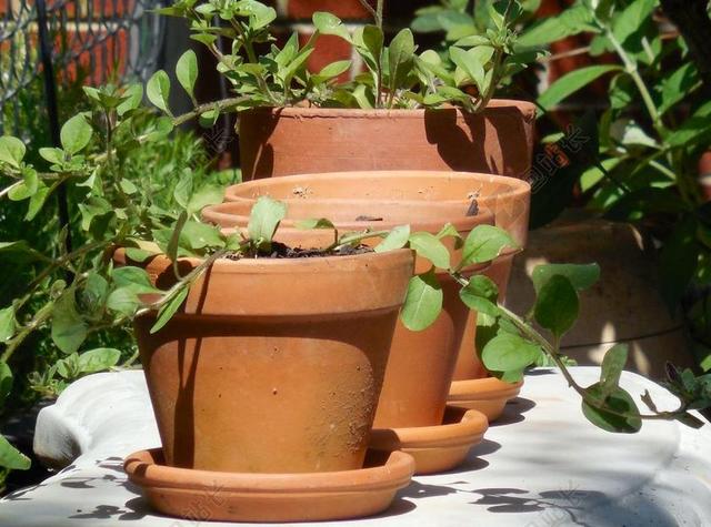 粘土 花盆 陶器 陶瓷 工艺 文化 传统的 植物 花瓶