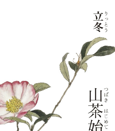 山茶花