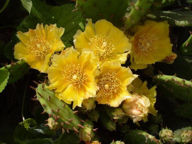 仙人掌 仙人掌花 黄色仙人掌花