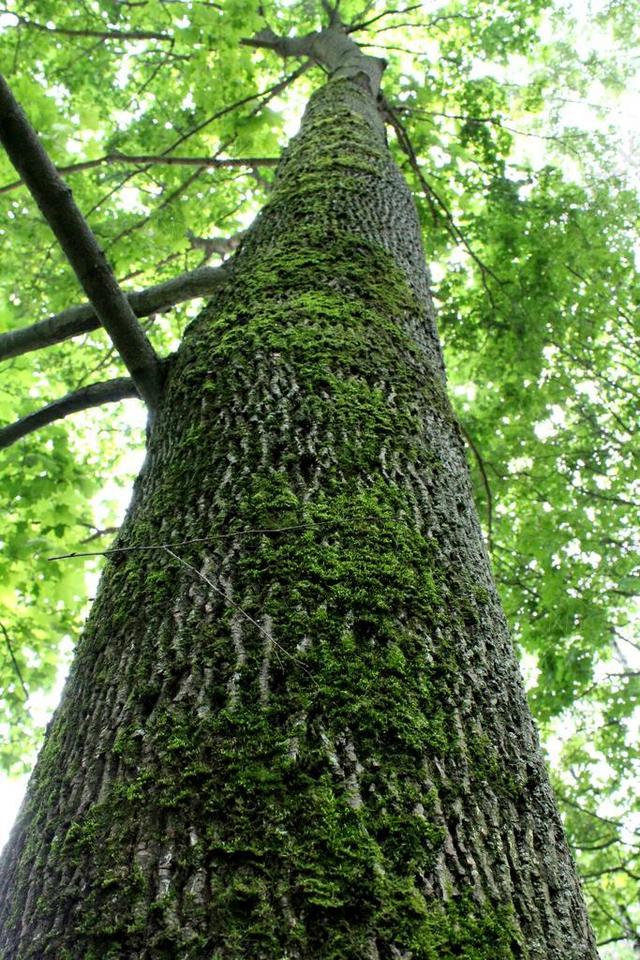 绿色植物清新仰视下的青苔大树植物野外树背景图片