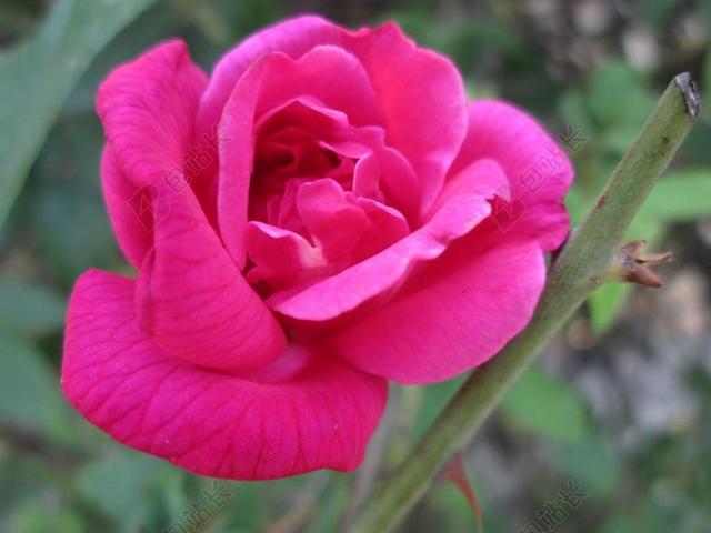 植物 花 红色 公园 花园 月季花