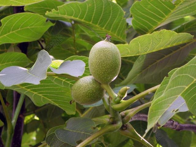 核桃 章 核桃树